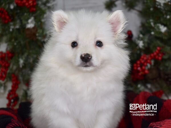 American Eskimo DOG Female White 3535 Petland Independence, Missouri