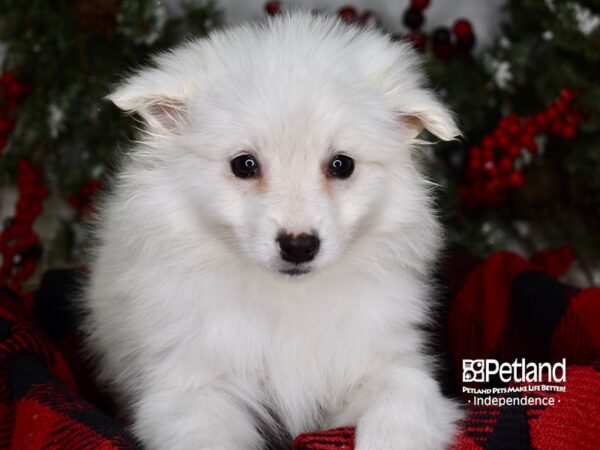 American Eskimo-DOG-Male-White-3534-Petland Independence, Missouri