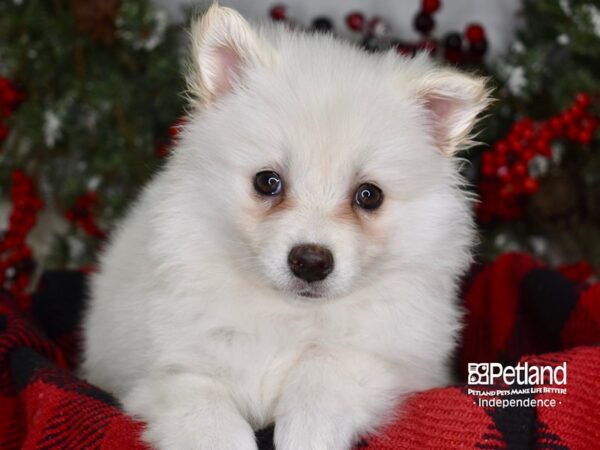 American Eskimo DOG Male White 3533 Petland Independence, Missouri