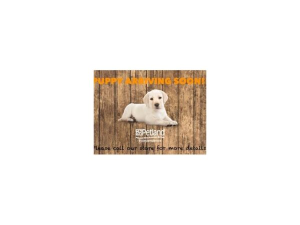 Miniature Goldendoodle-DOG-Male--3587-Petland Independence, Missouri
