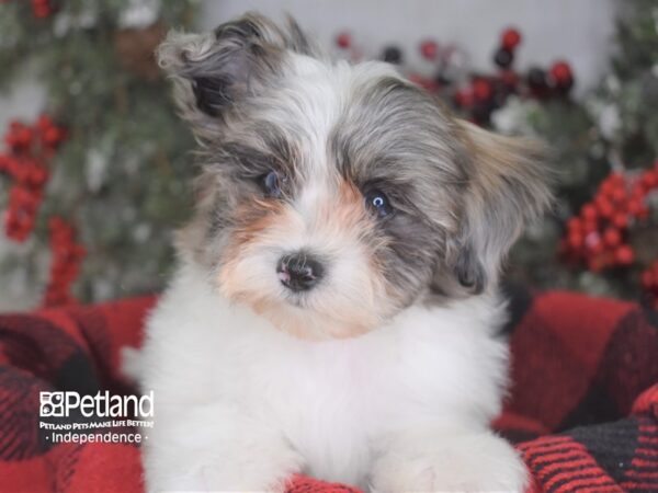 Maltipoo DOG Male 3551 Petland Independence, Missouri