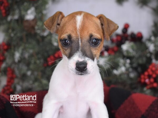 Jack Russell Terrier-DOG-Female--3570-Petland Independence, Missouri