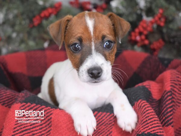 Jack Russell Terrier-DOG-Female--3571-Petland Independence, Missouri