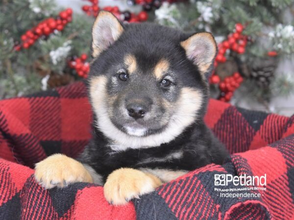 Shiba Inu-DOG-Male-Cream-3580-Petland Independence & Lee's Summit, MO