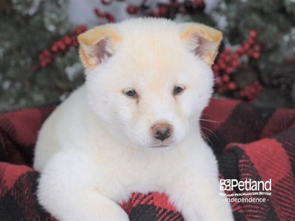 Shiba Inu-DOG-Female-Cream-3578-Petland Independence, Missouri
