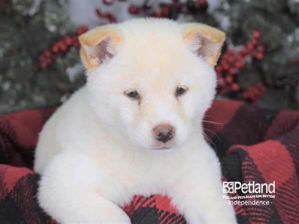 Shiba Inu-DOG-Female-Cream-3578-Petland Independence & Lee's Summit, MO