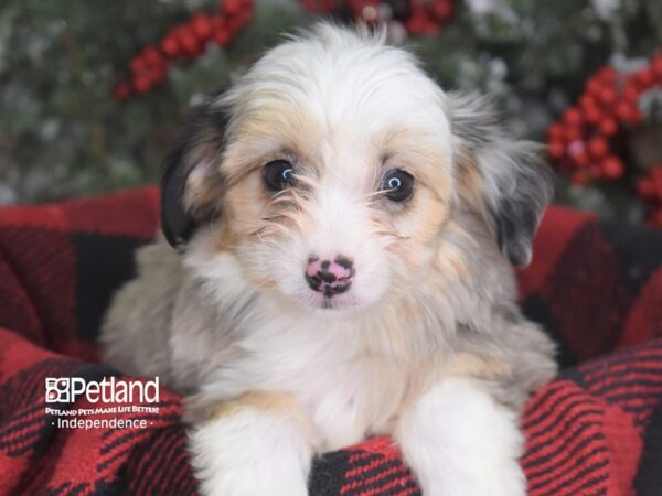Miniature Aussiedoodle-DOG-Female-Blue Merle-3577-Petland Independence & Lee's Summit, MO