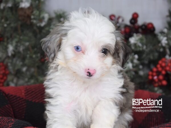 Miniature Aussiedoodle-DOG-Male-Blue Merle-3576-Petland Independence, Missouri