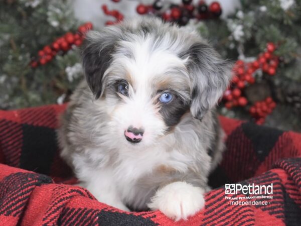 Miniature Aussiedoodle-DOG-Male-Blue Merle-3575-Petland Independence, Missouri