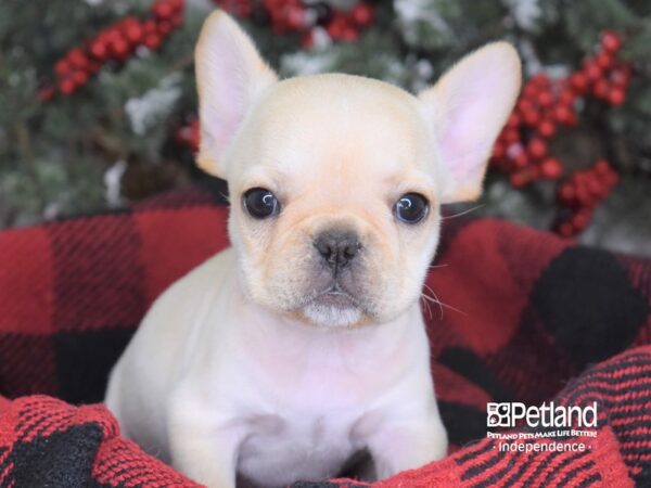 French Bulldog-DOG-Female-Cream-3589-Petland Independence & Lee's Summit, MO
