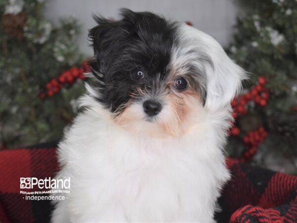 Maltipoo-DOG-Female-White-3552-Petland Independence & Lee's Summit, MO