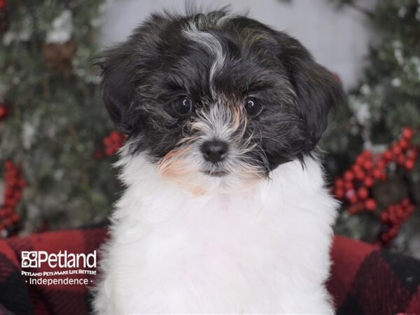 Malti Poo-DOG-Female-Black and White-3561-Petland Independence, Missouri