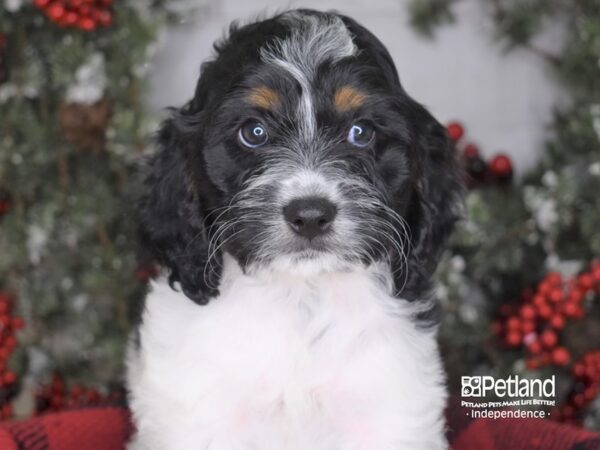 Cockapoo DOG Female 3583 Petland Independence, Missouri