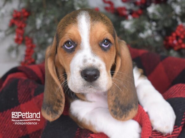 Basset Hound-DOG-Male--3538-Petland Independence, Missouri