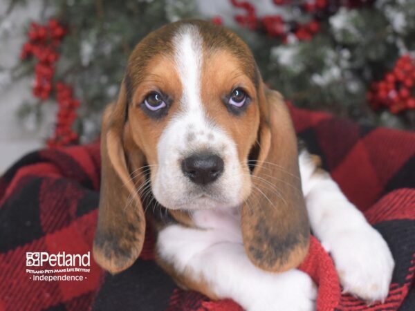 Basset Hound DOG Male 3538 Petland Independence, Missouri