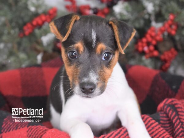 Jack Russell Terrier DOG Male 3573 Petland Independence, Missouri