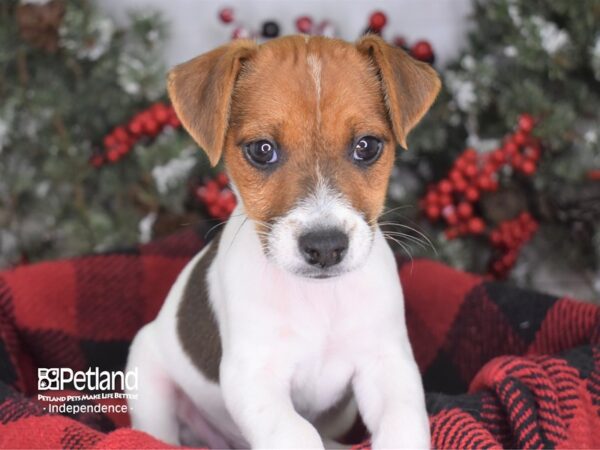 Jack Russell Terrier DOG Male 3574 Petland Independence, Missouri