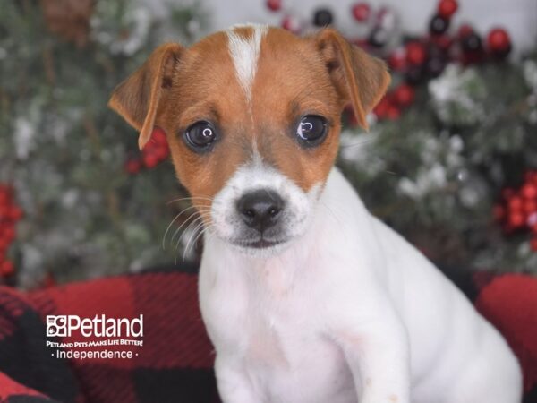 Jack Russell Terrier DOG Male 3572 Petland Independence, Missouri