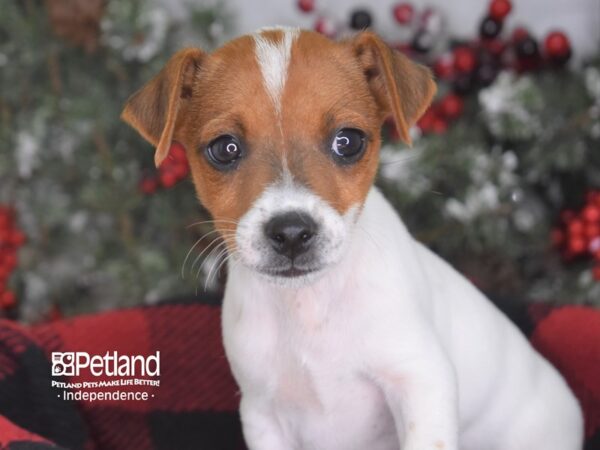 Jack Russell Terrier-DOG-Male--3572-Petland Independence, Missouri