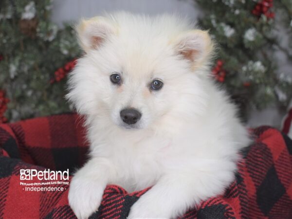 American Eskimo-DOG-Female-White-3592-Petland Independence, Missouri