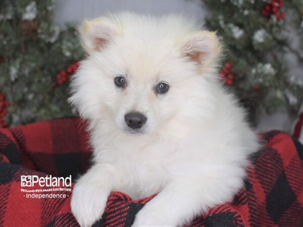 American Eskimo-DOG-Female-White-3592-Petland Independence & Lee's Summit, MO