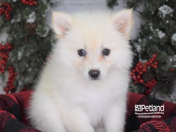 American Eskimo-DOG-Female-White-3591-Petland Independence, Missouri