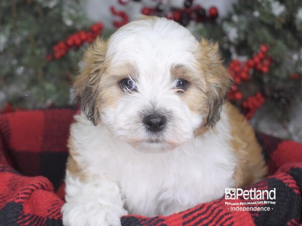 Shorkie Tzu-DOG-Male-Gold-3598-Petland Independence, Missouri