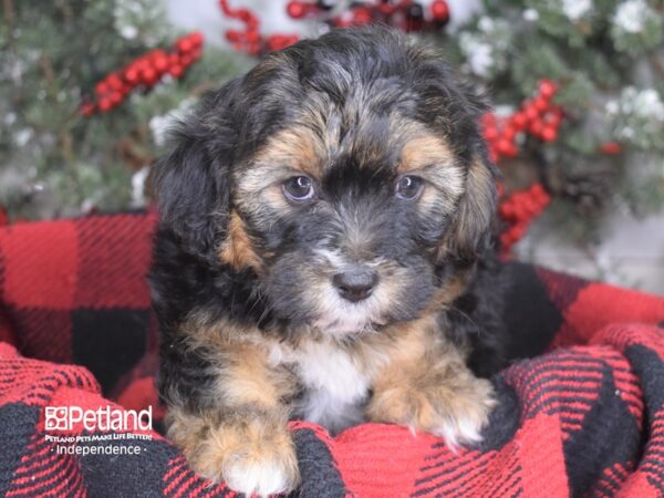 Shorkie Tzu-DOG-Male-Black-3595-Petland Independence, Missouri