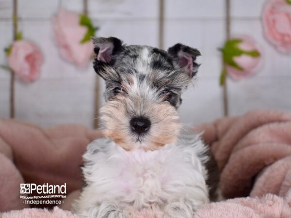 Miniature Schnauzer DOG Female Blue Merle 3602 Petland Independence, Missouri