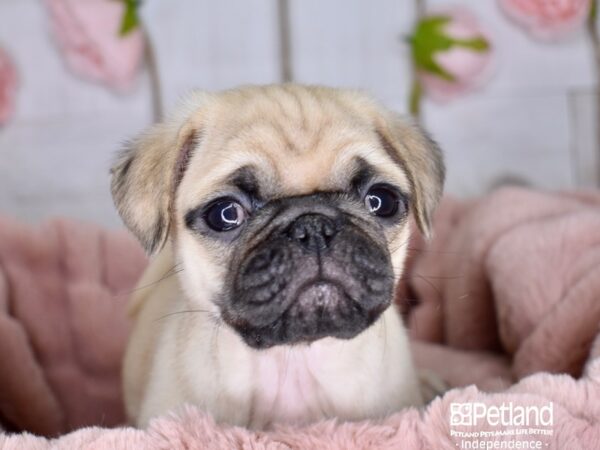 Pug DOG Male Fawn 3609 Petland Independence, Missouri