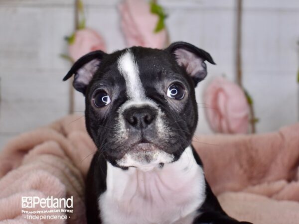 Boston Terrier-DOG-Male-Black and White-3607-Petland Independence, Missouri