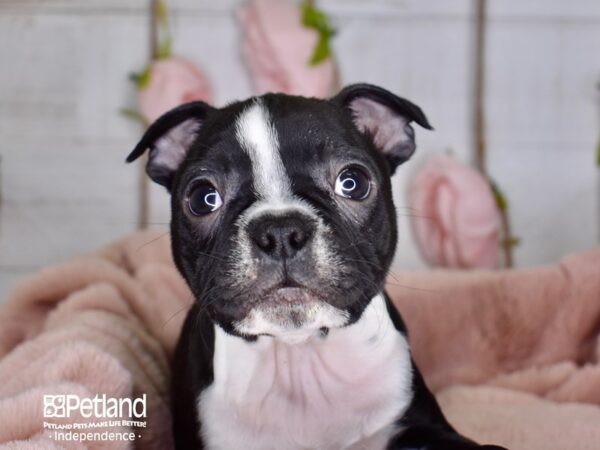 Boston Terrier DOG Male Black and White 3607 Petland Independence, Missouri