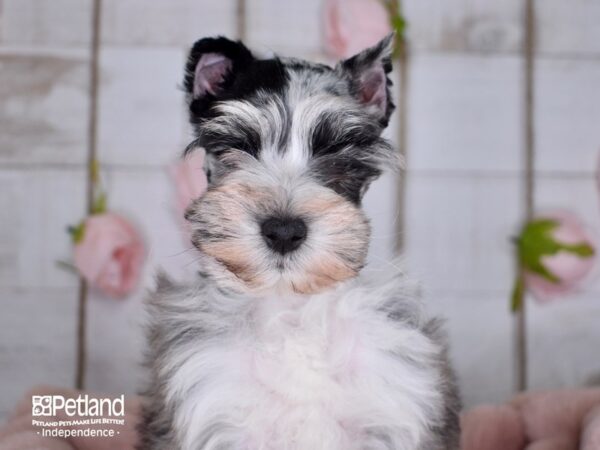 Miniature Schnauzer DOG Male Blue Merle 3600 Petland Independence, Missouri