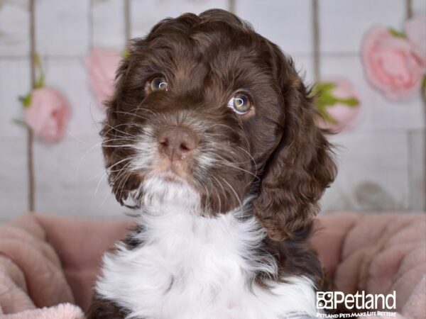 Cockapoo DOG Male Chocolate & White 3594 Petland Independence, Missouri