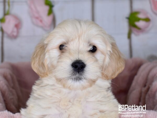 Miniature Goldendoodle-DOG-Female--3588-Petland Independence & Lee's Summit, MO