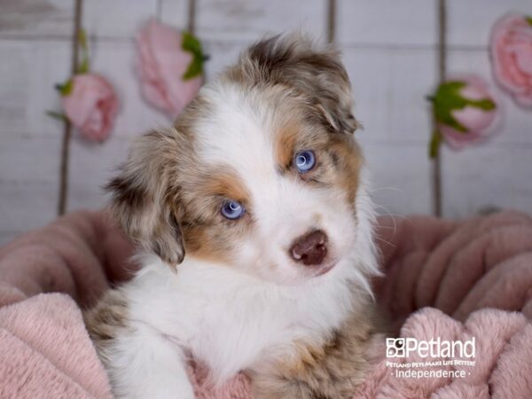 Toy Australian Shepherd-DOG-Male-Red Merle-3610-Petland Independence, Missouri