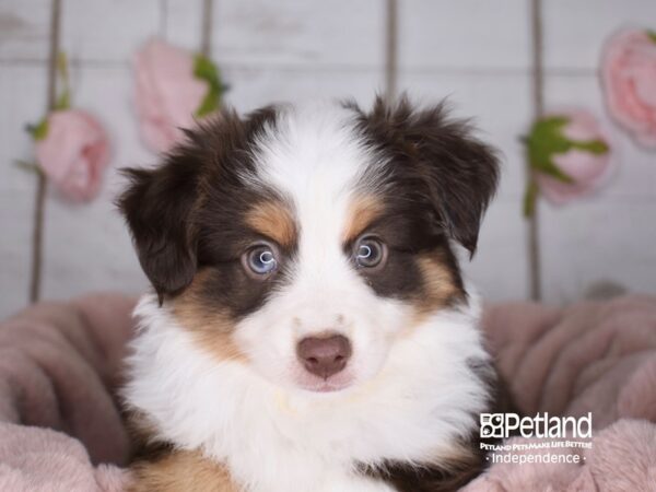Toy Australian Shepherd-DOG-Male-Red Tri-3611-Petland Independence & Lee's Summit, MO