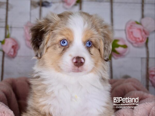 Toy Australian Shepherd-DOG-Male-Red Merle-3612-Petland Independence & Lee's Summit, MO