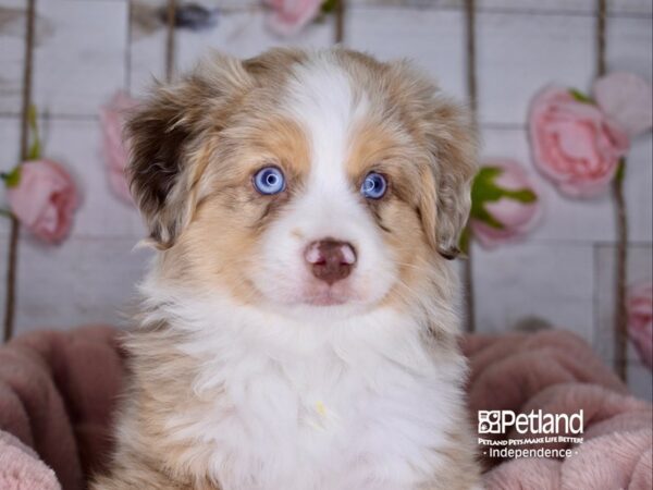 Toy Australian Shepherd-DOG-Male-Red Merle-3612-Petland Independence, Missouri