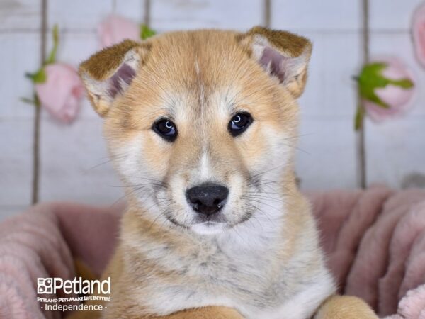 Shiba Inu-DOG-Male-Red Sesame-3603-Petland Independence & Lee's Summit, MO