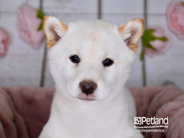 Shiba Inu-DOG-Female-Cream-3606-Petland Independence & Lee's Summit, MO