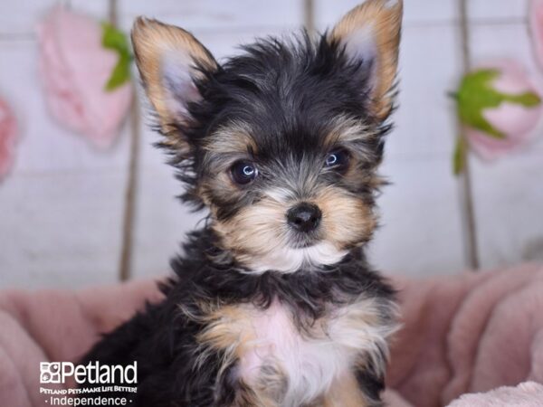 Yorkshire Terrier DOG Male Black and Tan 3585 Petland Independence, Missouri