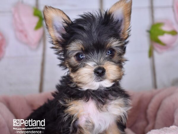 Yorkshire Terrier-DOG-Male-Black and Tan-3585-Petland Independence, Missouri