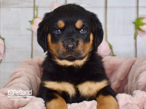 Rottweiler DOG Female Black & Mahogany 3616 Petland Independence, Missouri