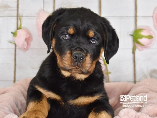 Rottweiler DOG Male Black & Mahogany 3615 Petland Independence, Missouri