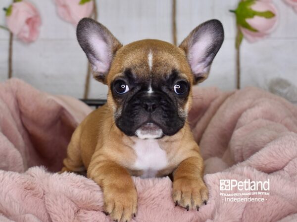 French Bulldog DOG Female Fawn Black Mask 3614 Petland Independence & Lee's Summit, MO