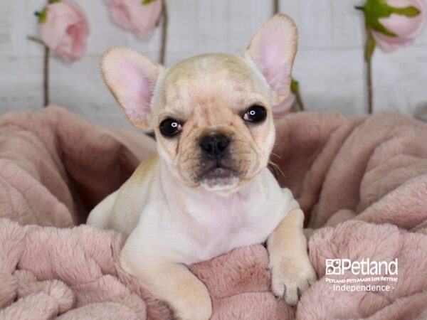 French Bulldog-DOG-Female-Cream-3613-Petland Independence & Lee's Summit, MO