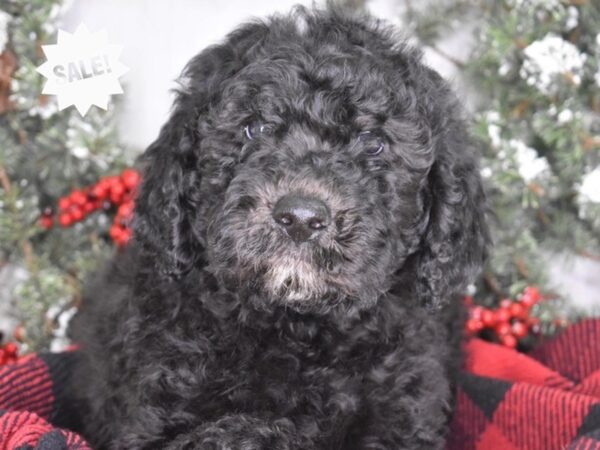 Labradoodle-DOG-Male-Black-3513-Petland Independence & Lee's Summit, MO