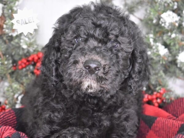 Labradoodle DOG Male Black 3513 Petland Independence, Missouri