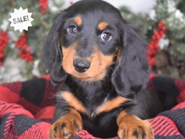 Dachshund-DOG-Male-Black & Tan, Longhaired-3456-Petland Independence & Lee's Summit, MO